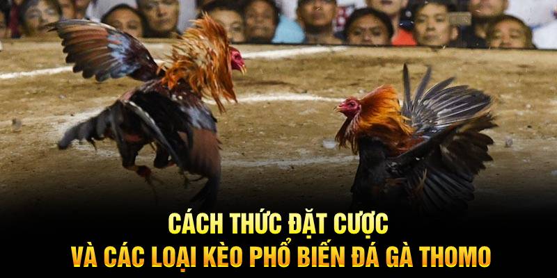 Cách thức đặt cược và các loại kèo phổ biến đá gà thomo