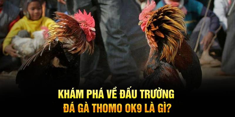 Khám phá về đấu trường đá gà thomo OK9 là gì?